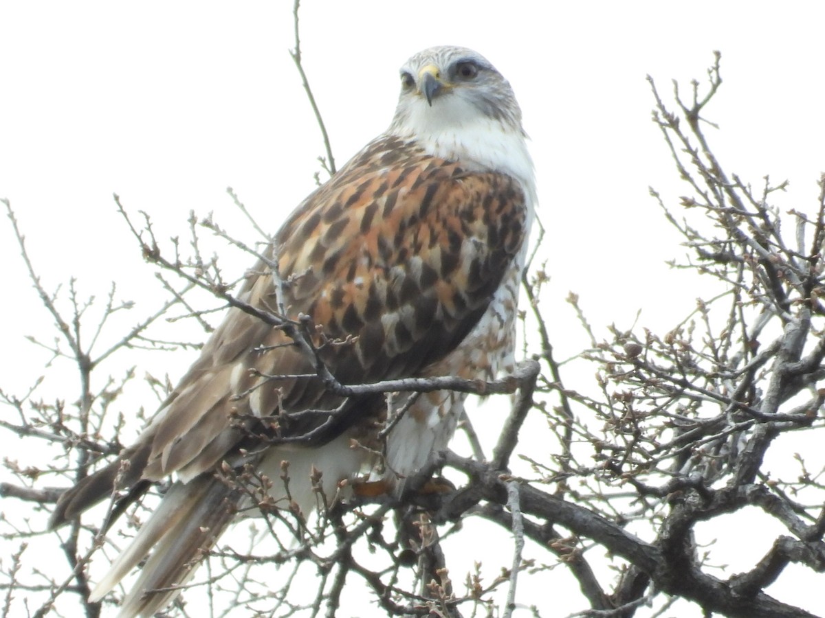 kongevåk - ML647436923