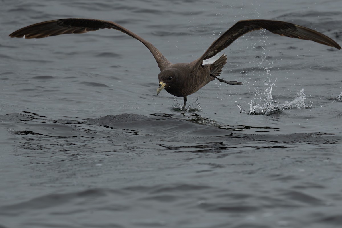 Beyaz Gıdılı Yelkovan - ML647436926