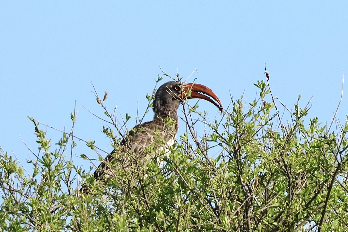 Токо скельний - ML647436947