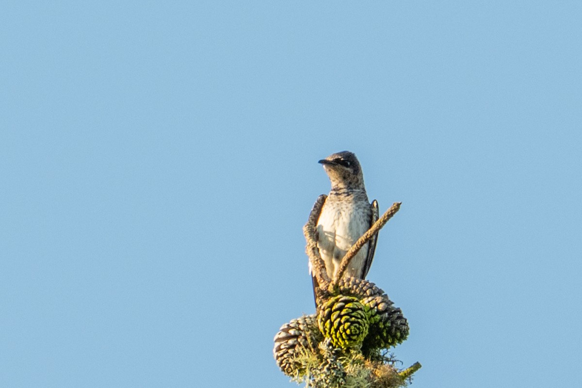 Purple Martin - ML647436958