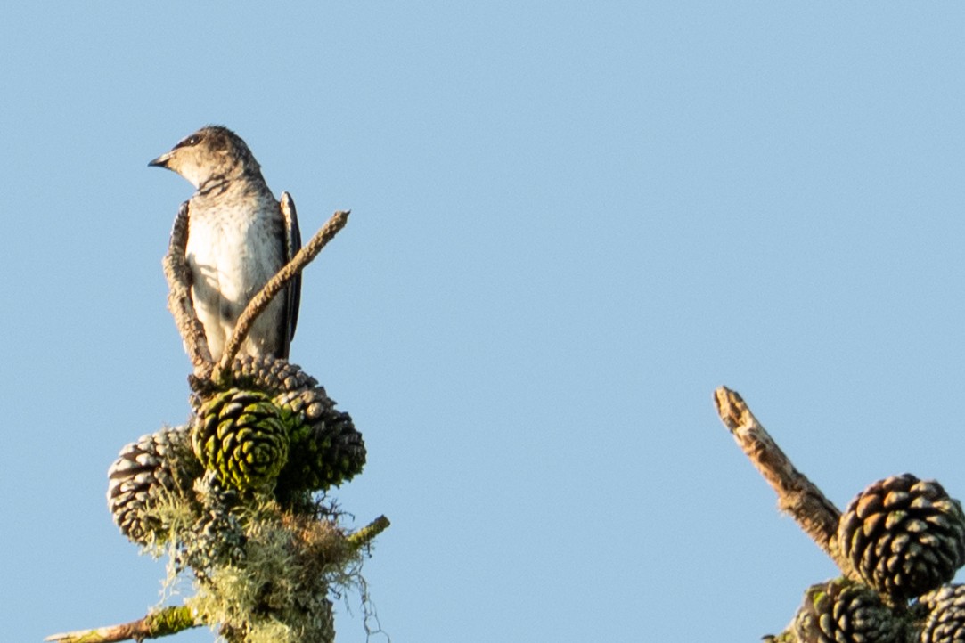 Purple Martin - ML647436962