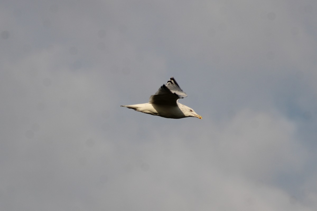 Американская чайка - ML647436964