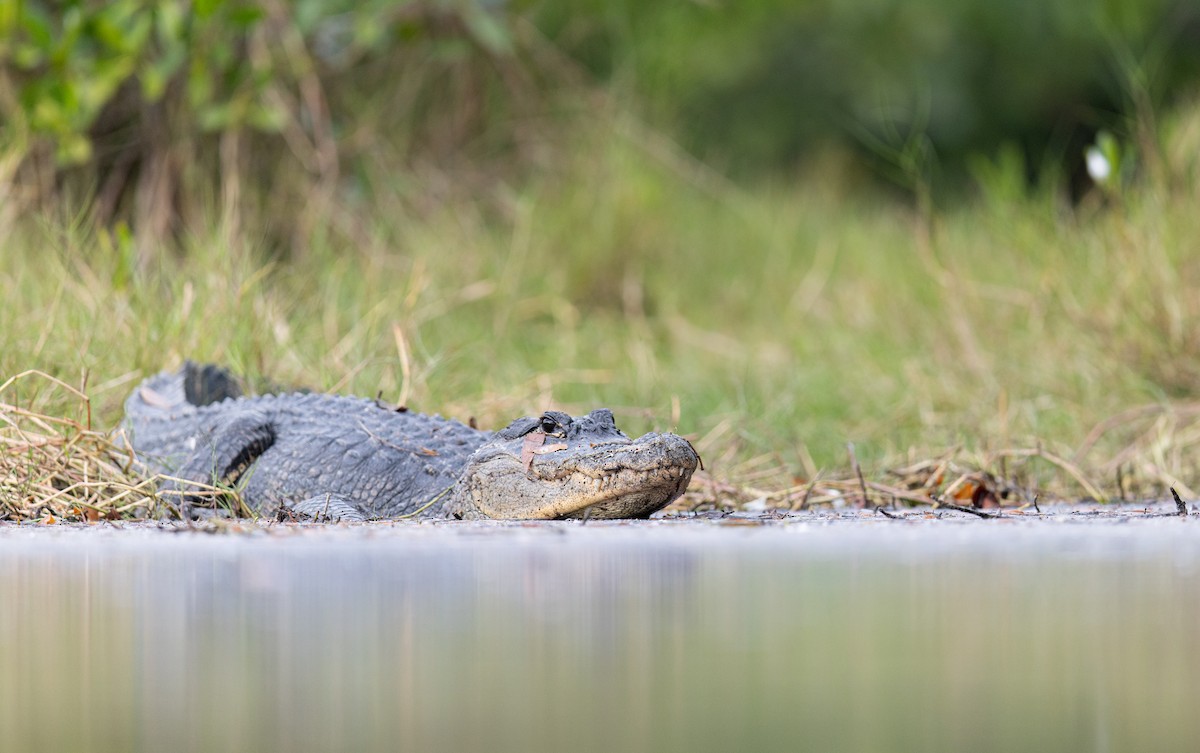 Mississippi-Alligator - ML647436976