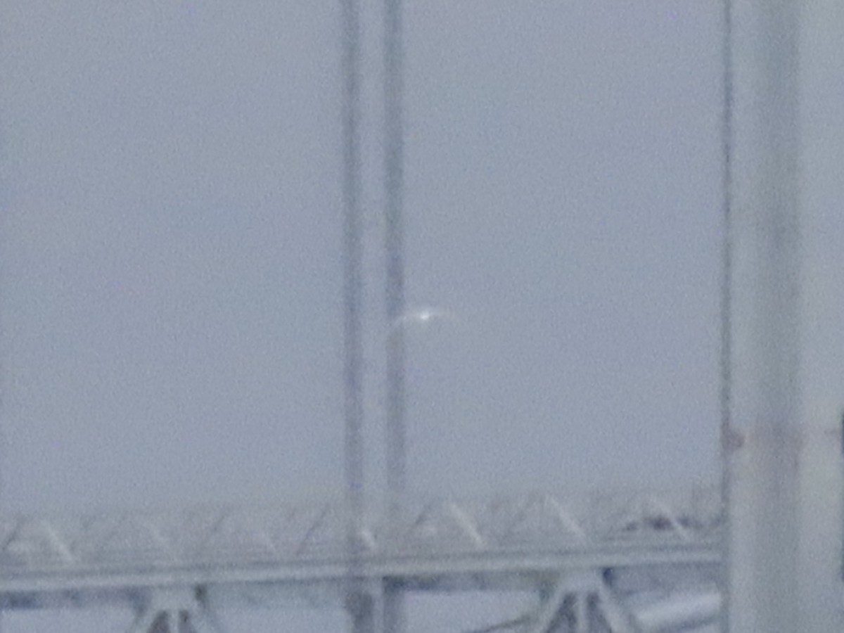 鷗亞科 - ML647436982