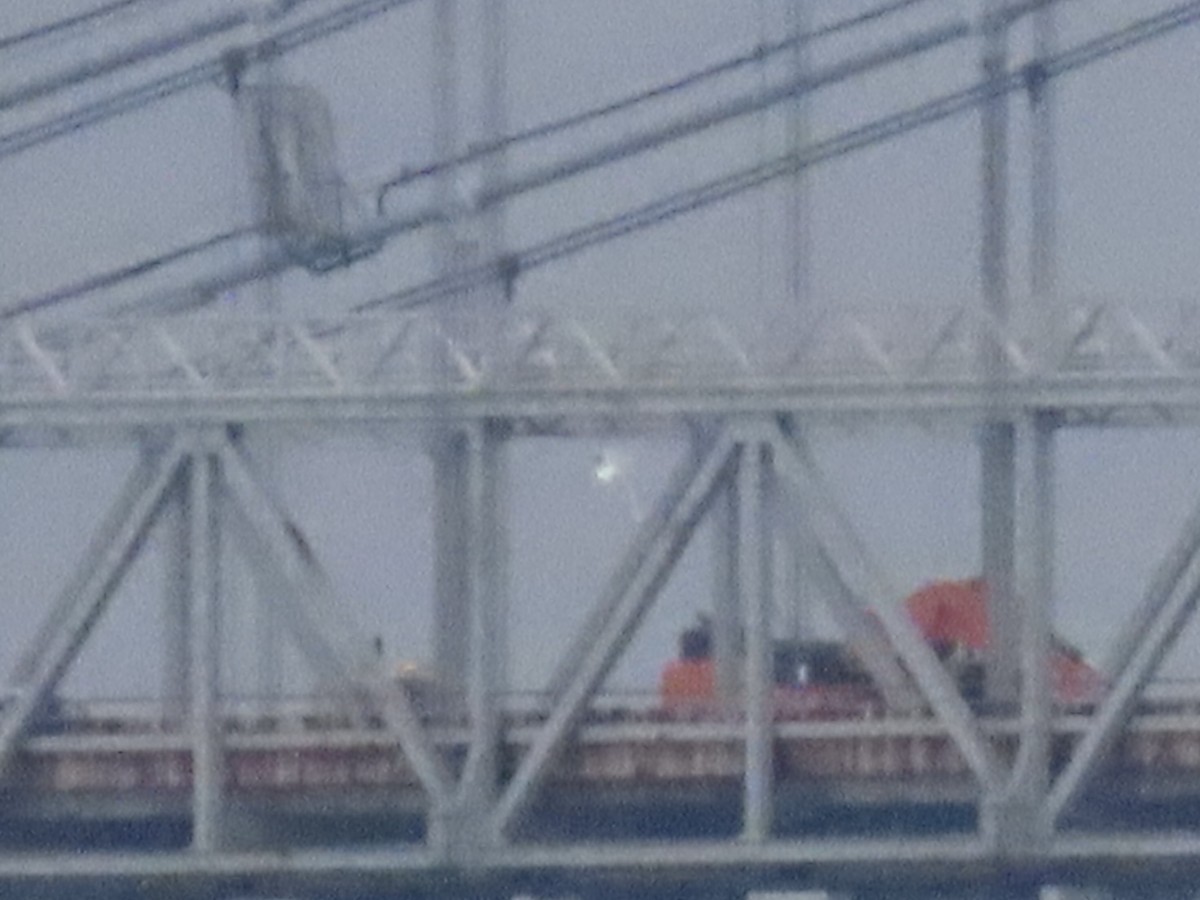 鷗亞科 - ML647436983