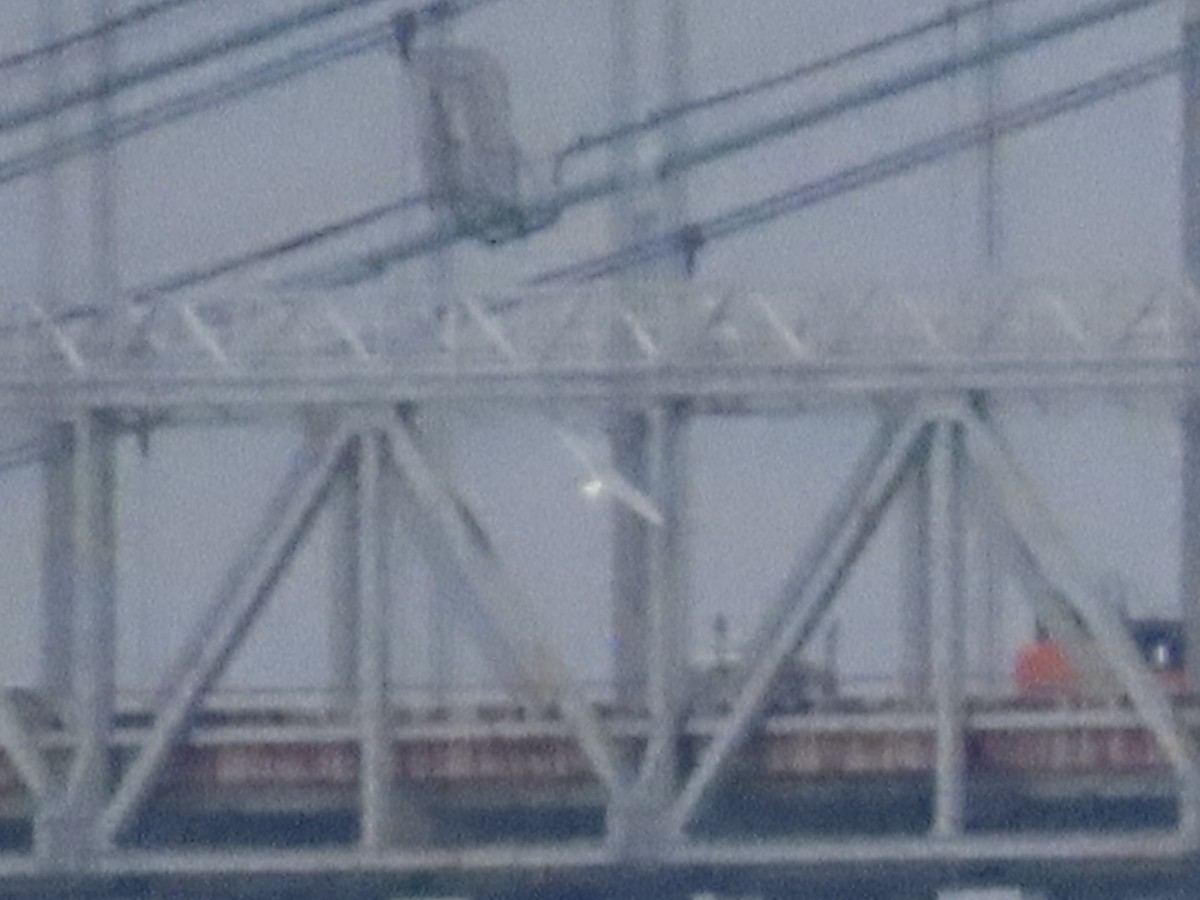 鷗亞科 - ML647436984