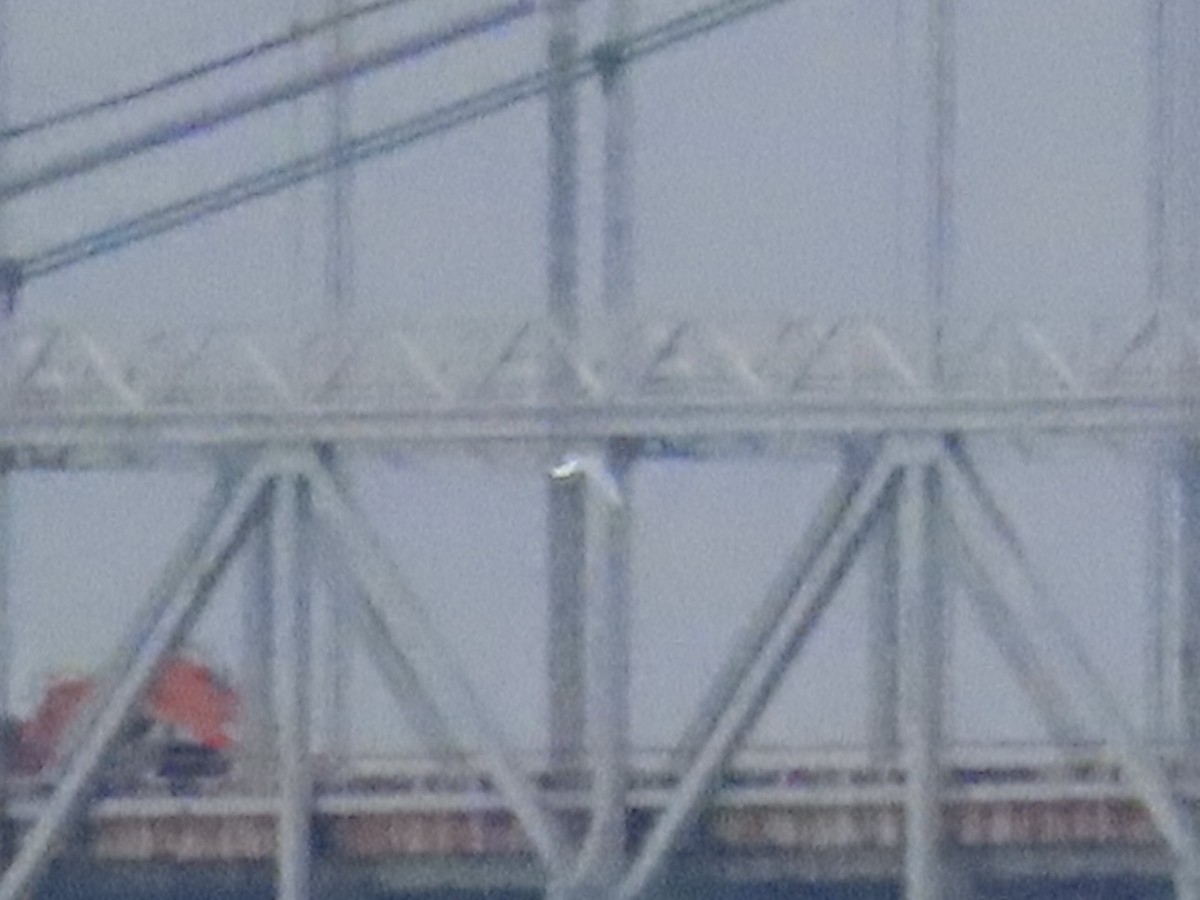 鷗亞科 - ML647436985