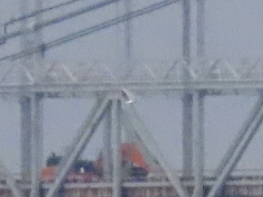 鷗亞科 - ML647436986