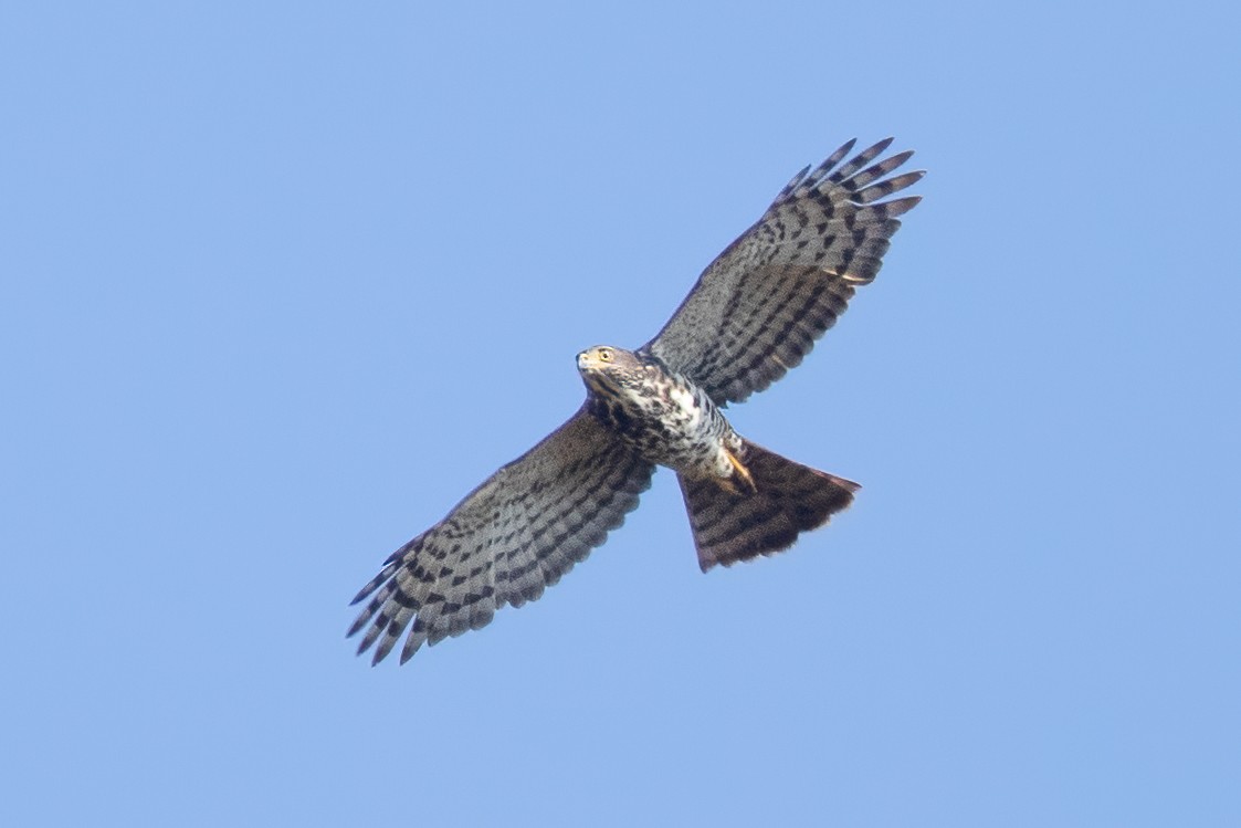 African Goshawk - ML647436987