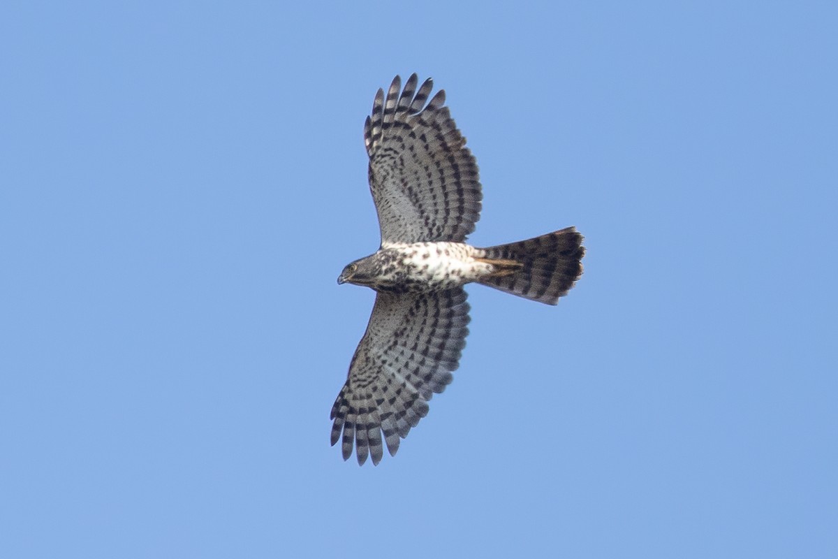African Goshawk - ML647436988