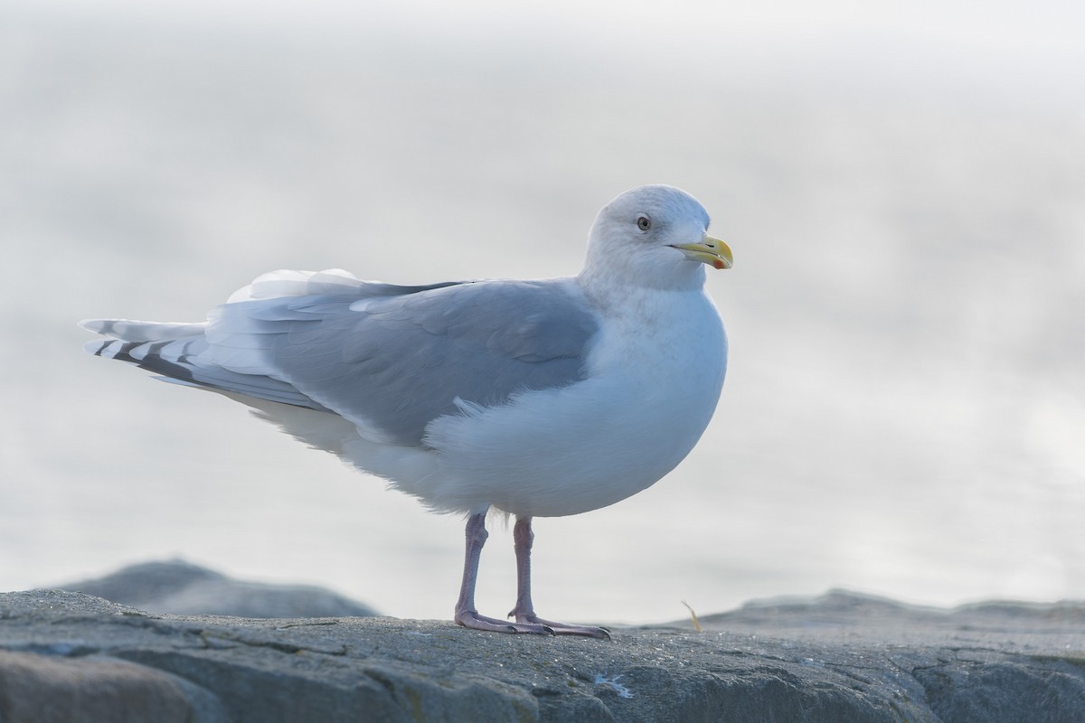 Мартин гренландський - ML647437000