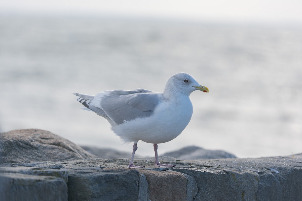 Мартин гренландський - ML647437001