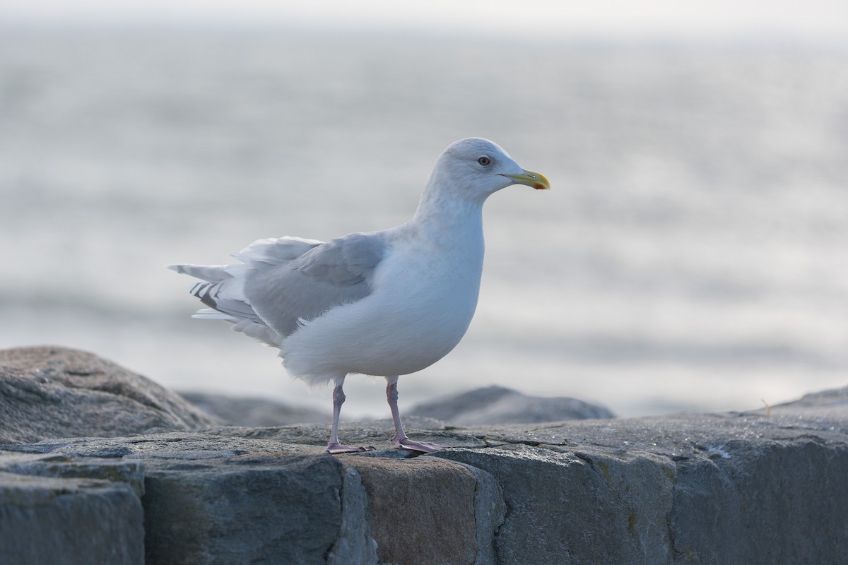 Мартин гренландський - ML647437002