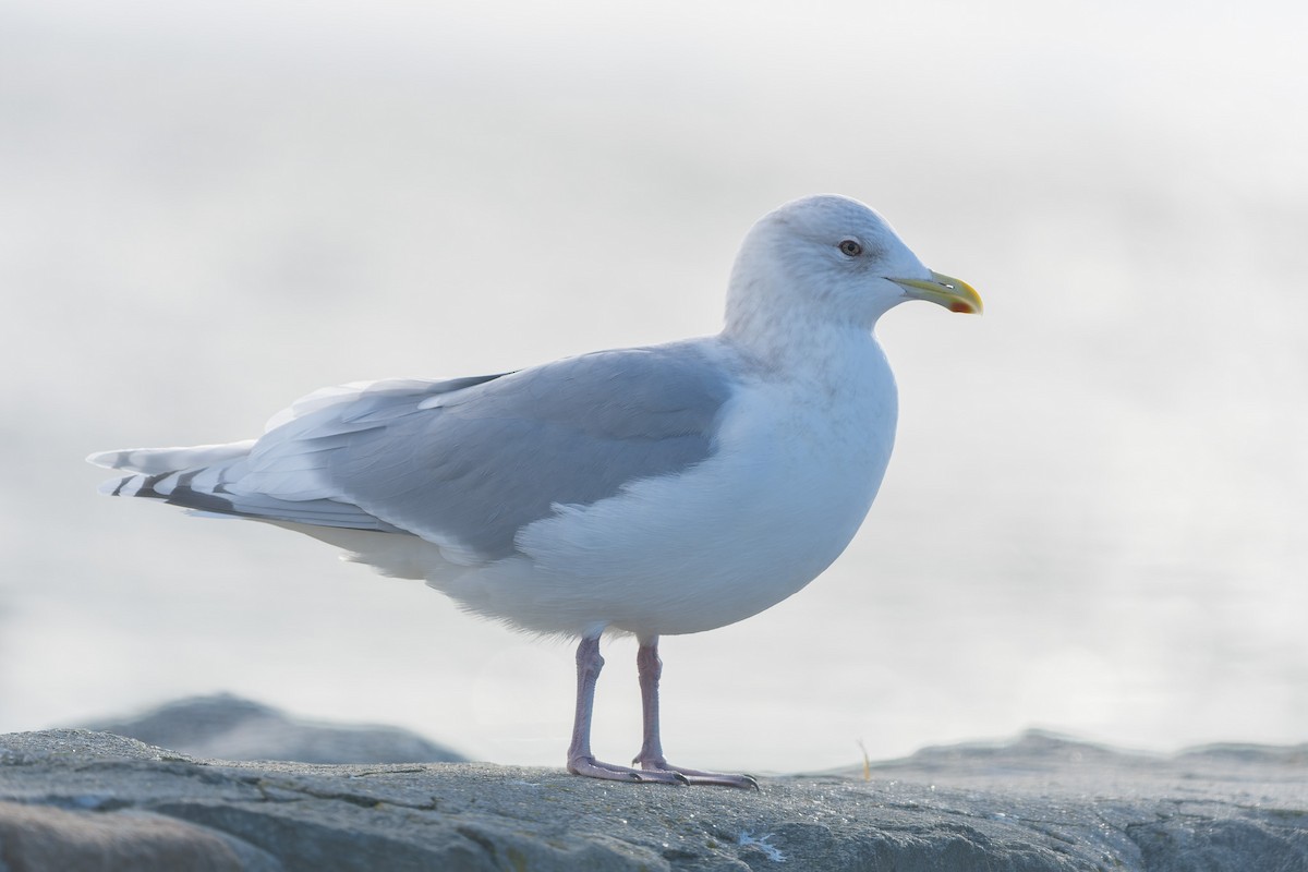 Мартин гренландський - ML647437003