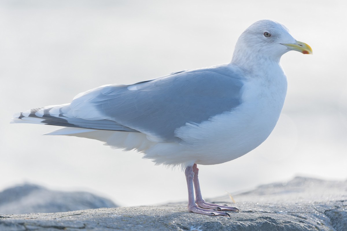 Мартин гренландський - ML647437004