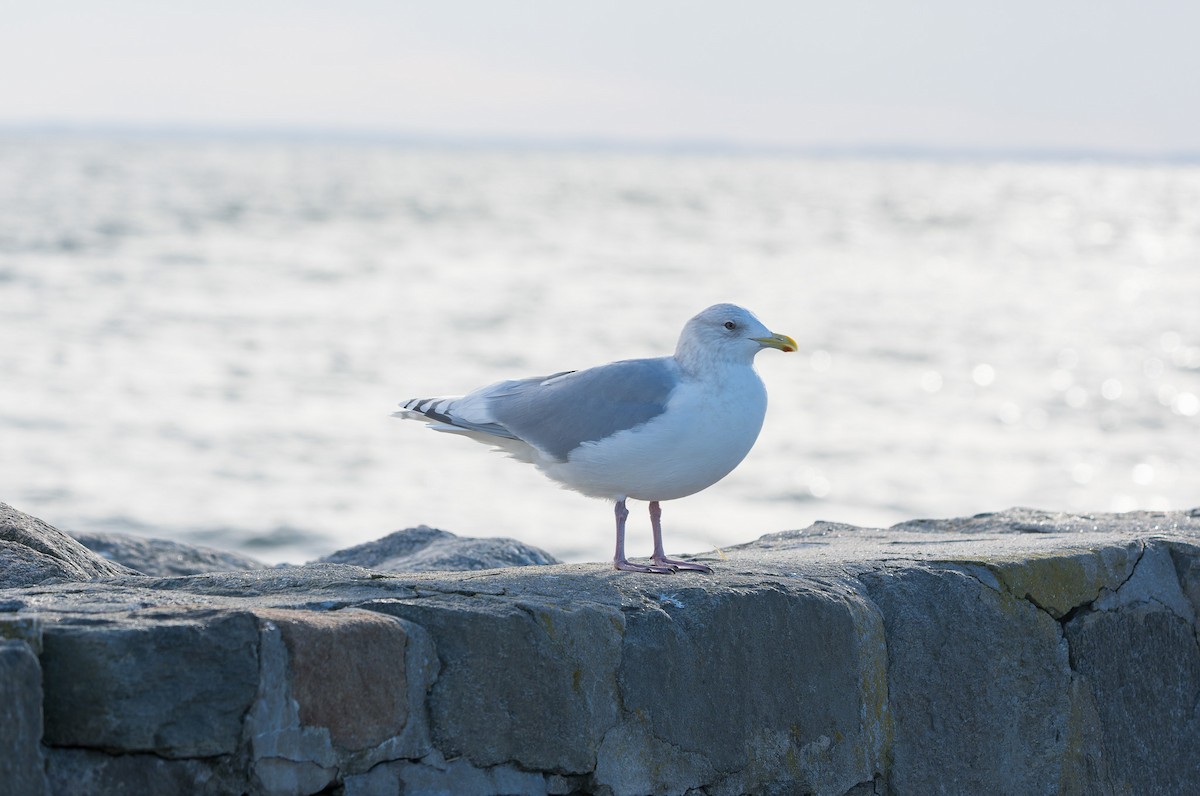 Мартин гренландський - ML647437005