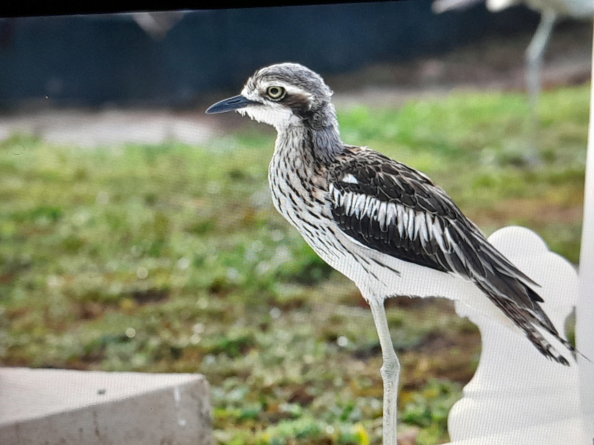 Bush Thick-knee - ML647437006