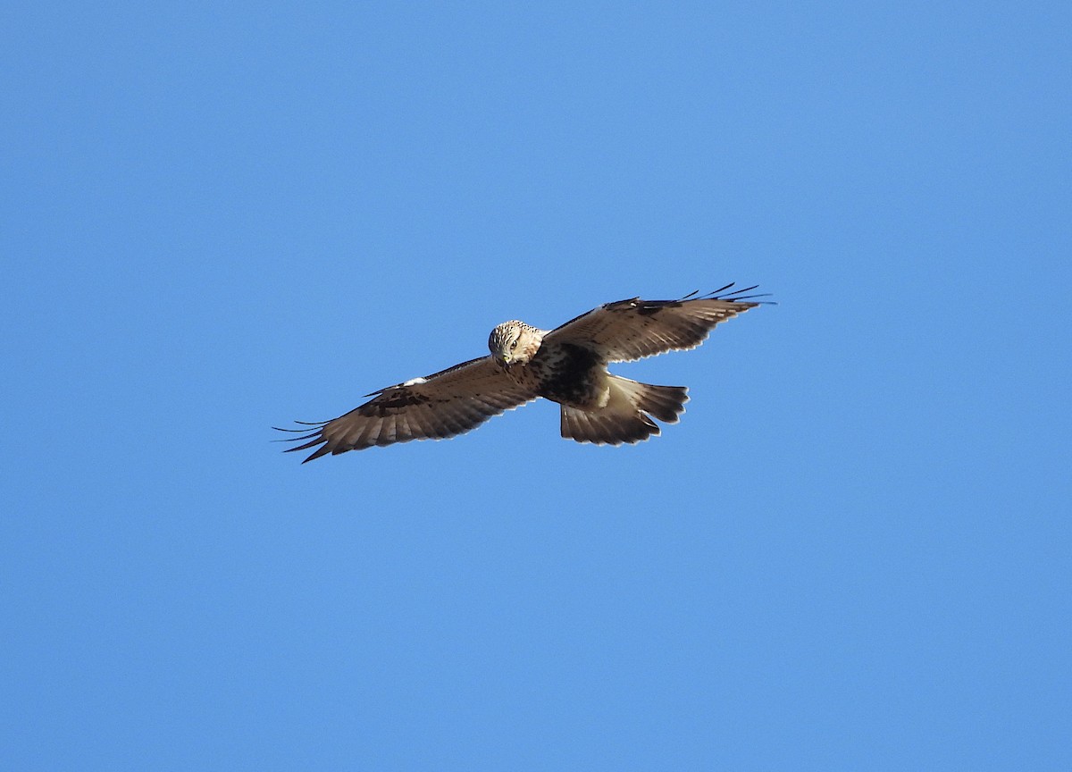 Rough-legged Hawk - ML647437008