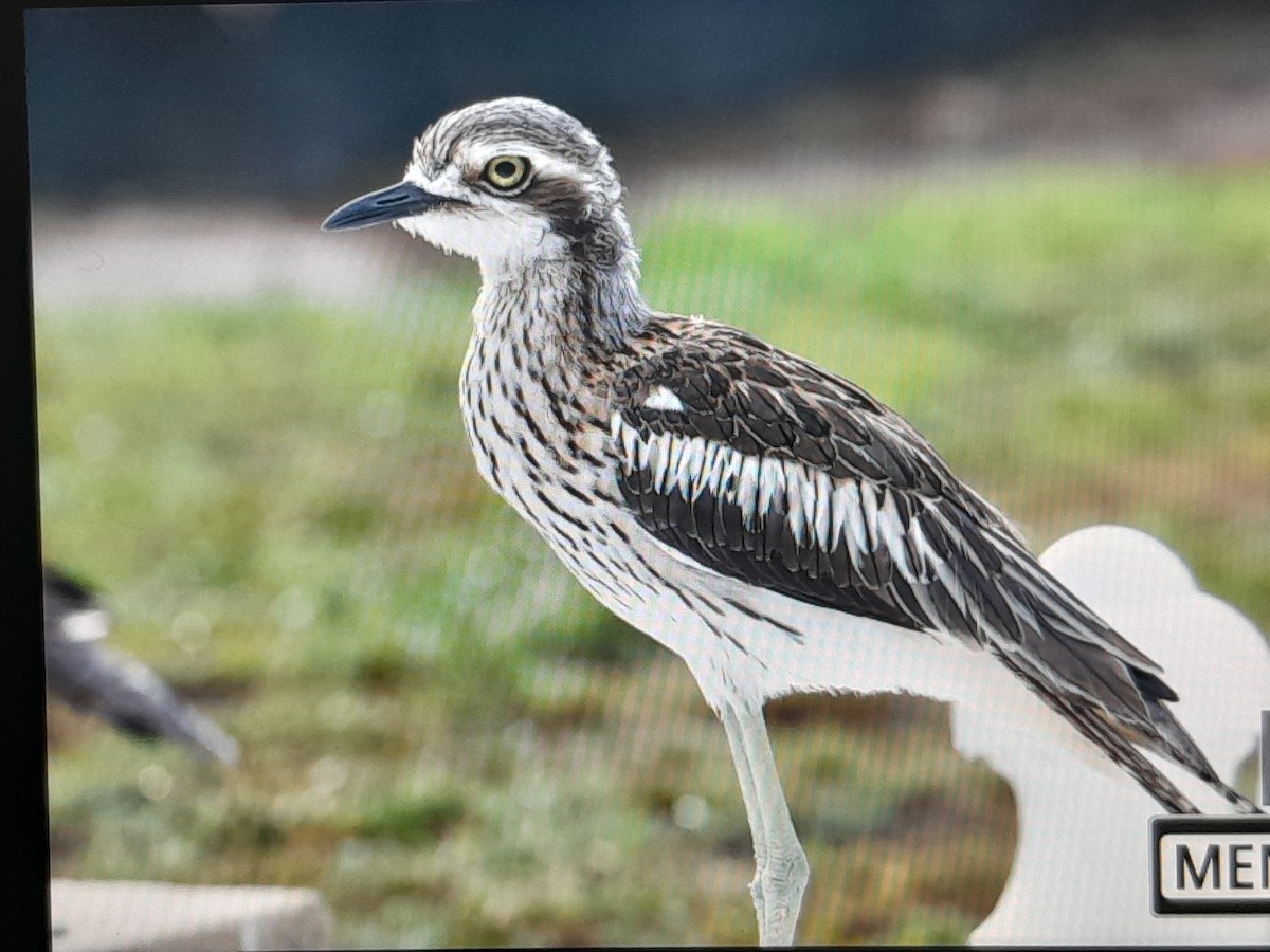 Bush Thick-knee - ML647437012