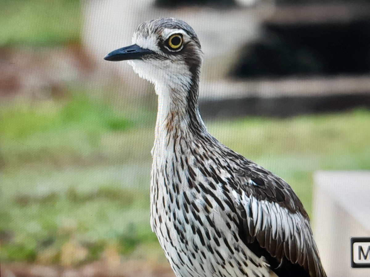 Bush Thick-knee - ML647437016