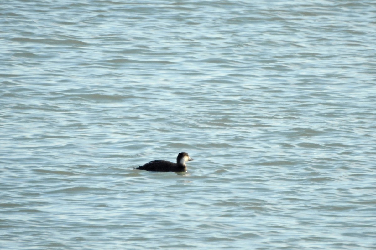 amerikasvartand - ML647437017