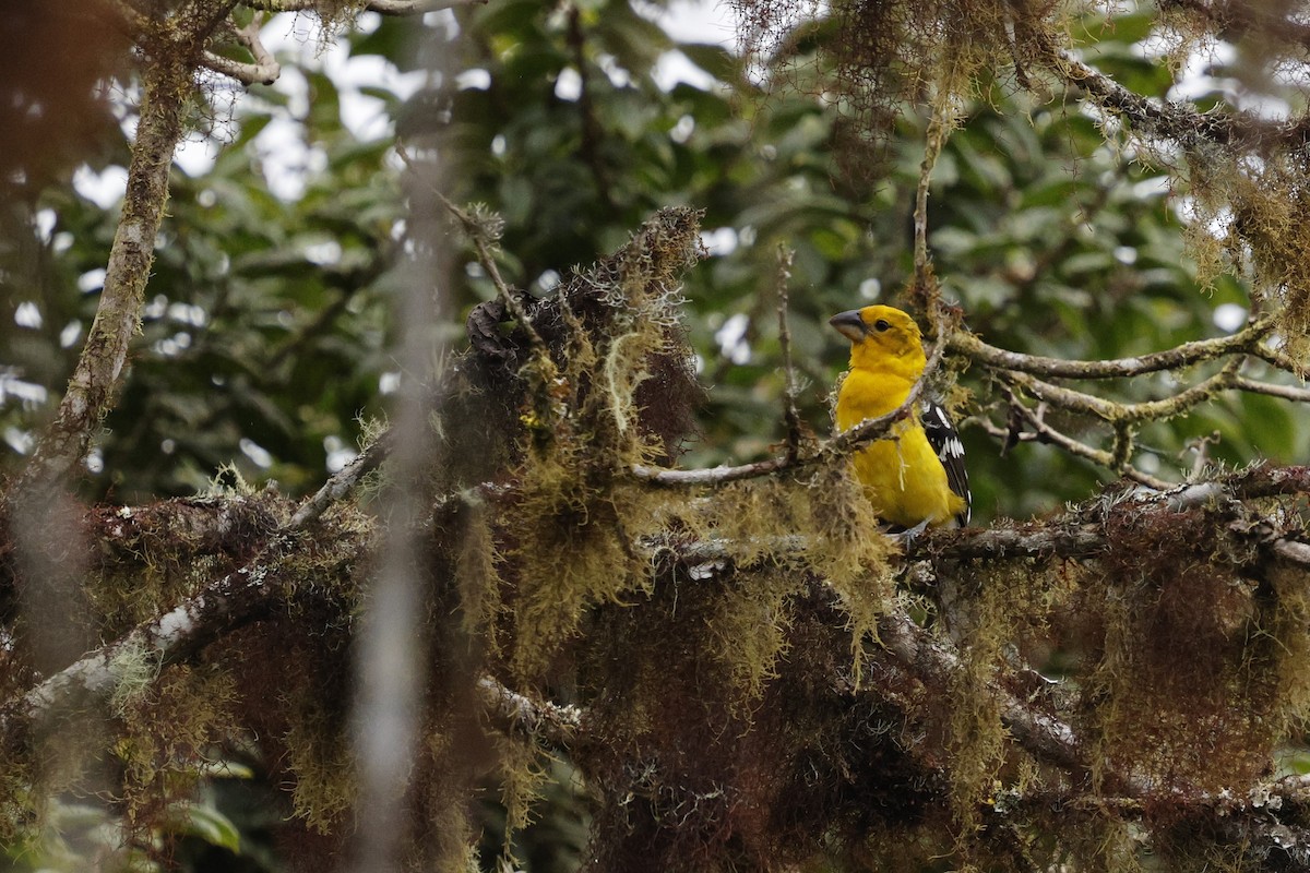 Golden Grosbeak - ML647437021