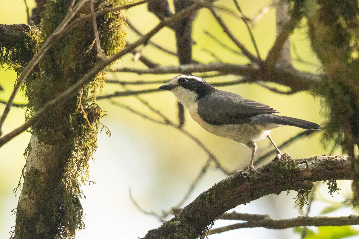 Вюргер білобровий - ML647437029