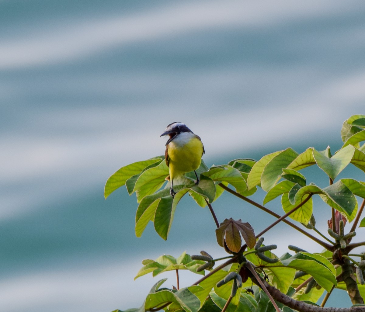 Boat-billed Flycatcher - ML647437041