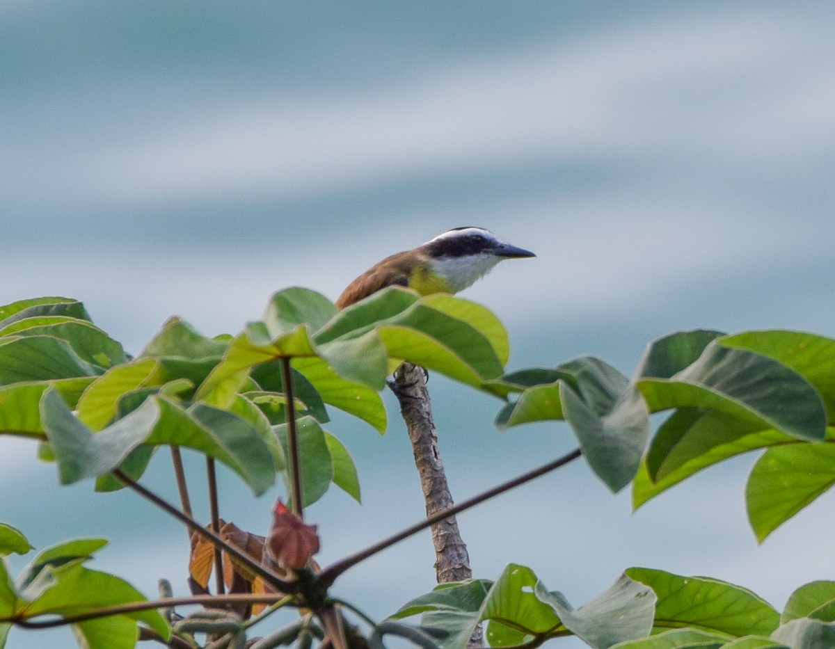 Boat-billed Flycatcher - ML647437042