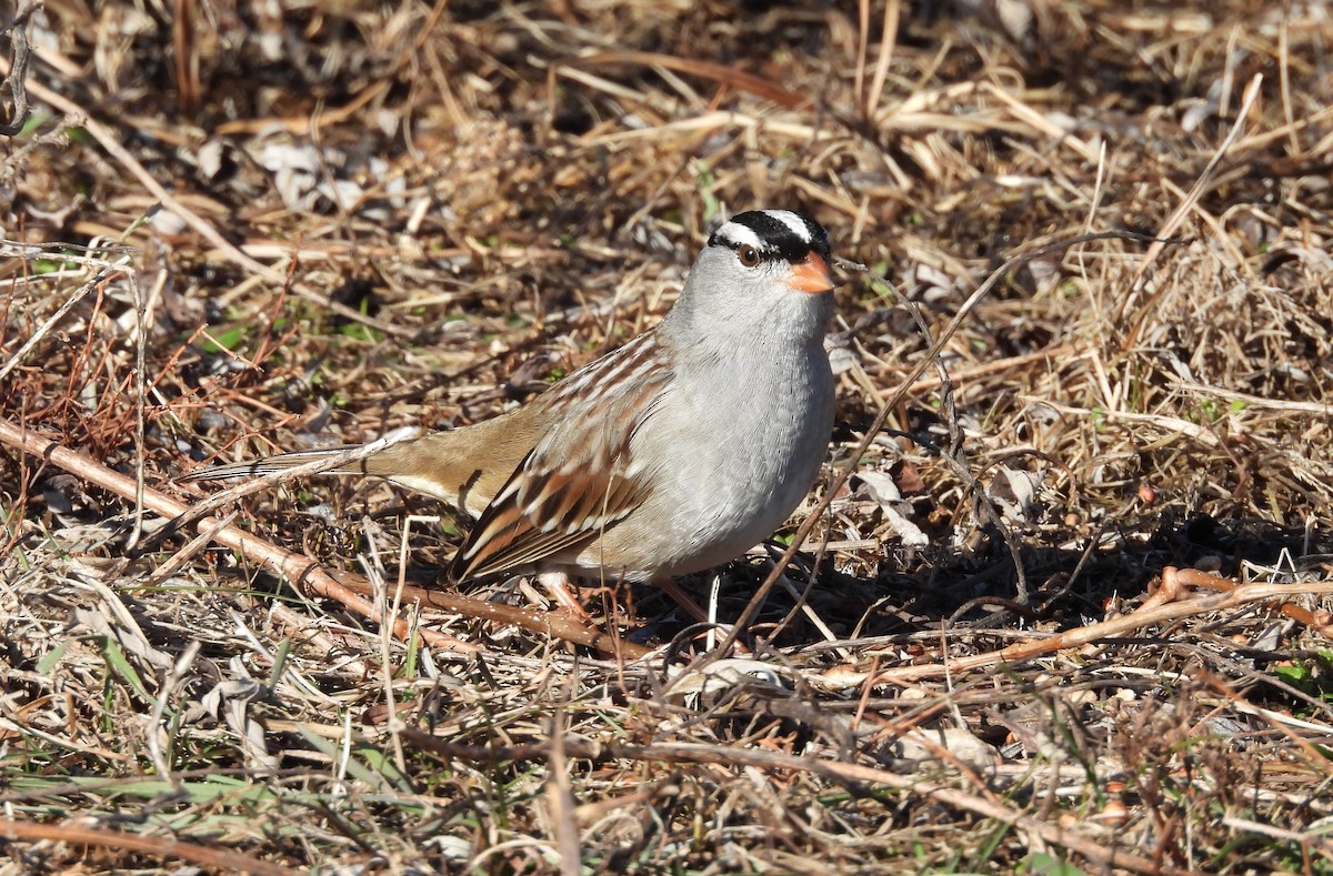 White-crowned Sparrow - ML647437050