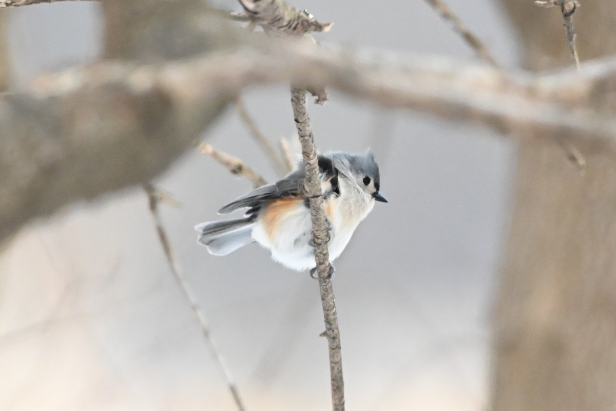 Tufted Titmouse - ML647437054