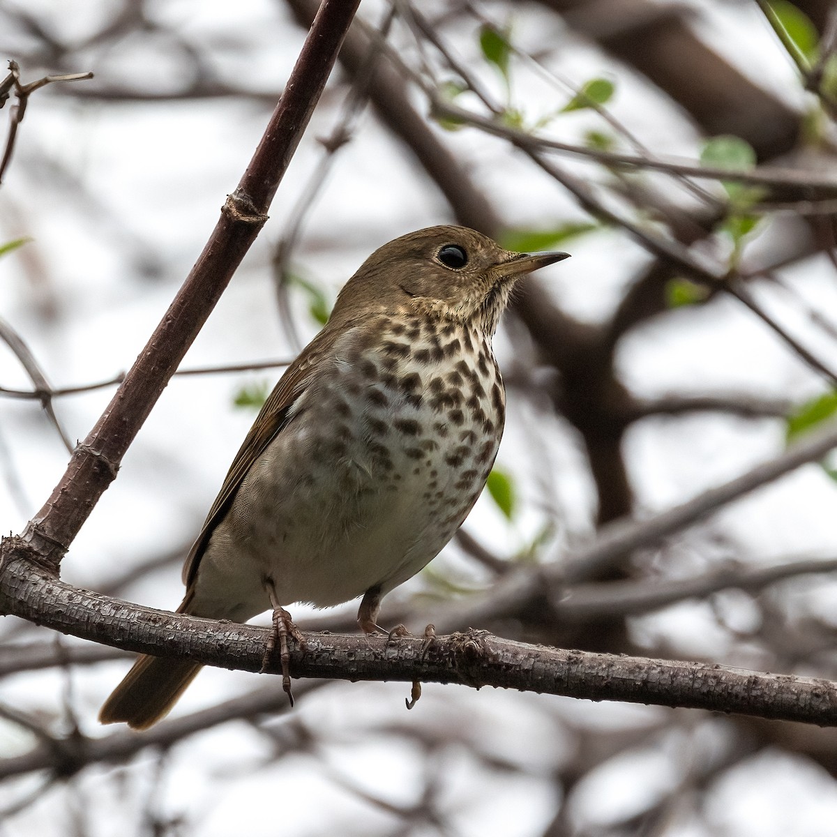 Zorzalito Colirrufo - ML647437055