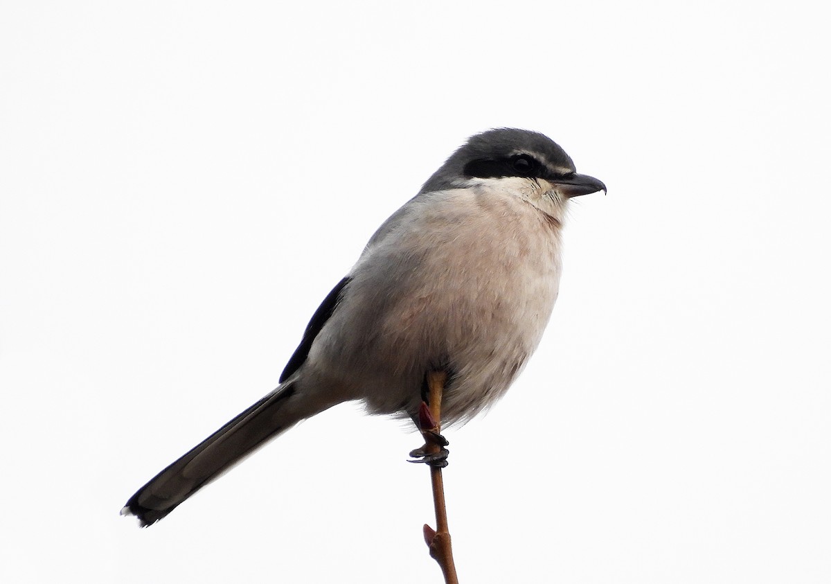 Iberian Gray Shrike - ML647437056