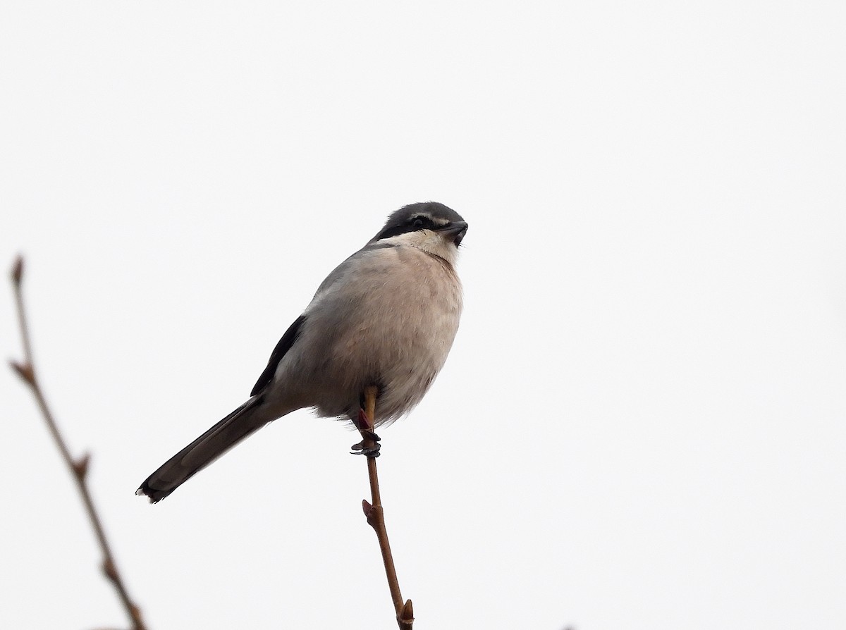 Iberian Gray Shrike - ML647437058