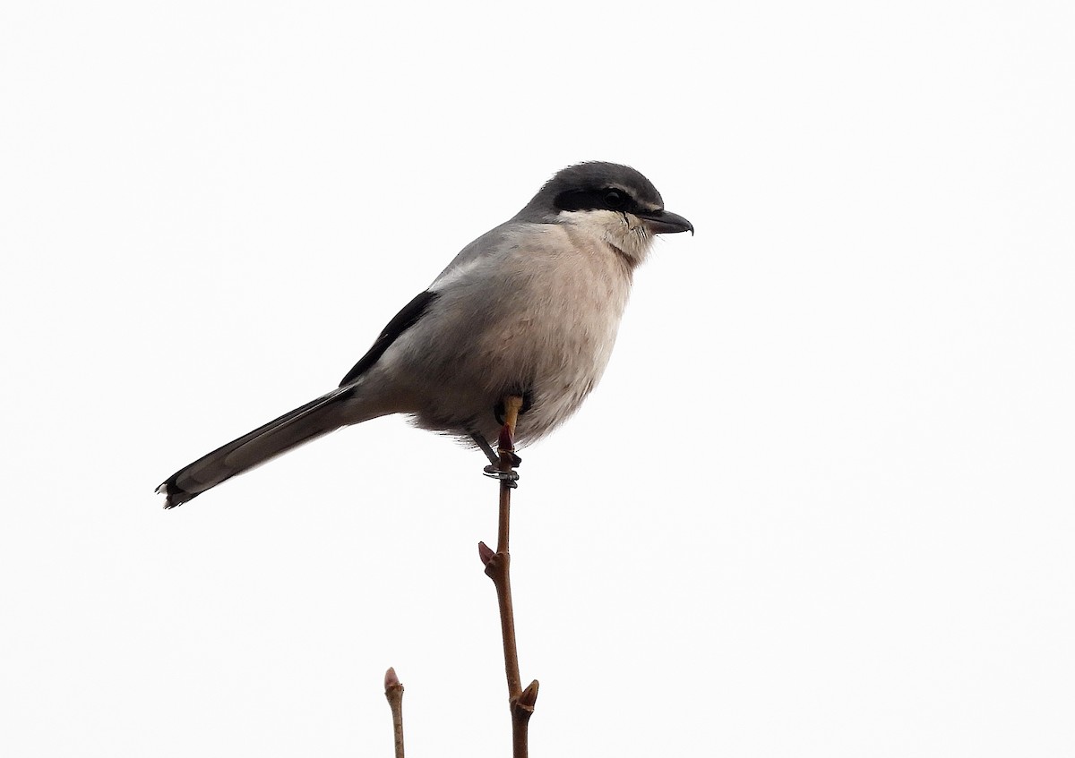 Iberian Gray Shrike - ML647437059