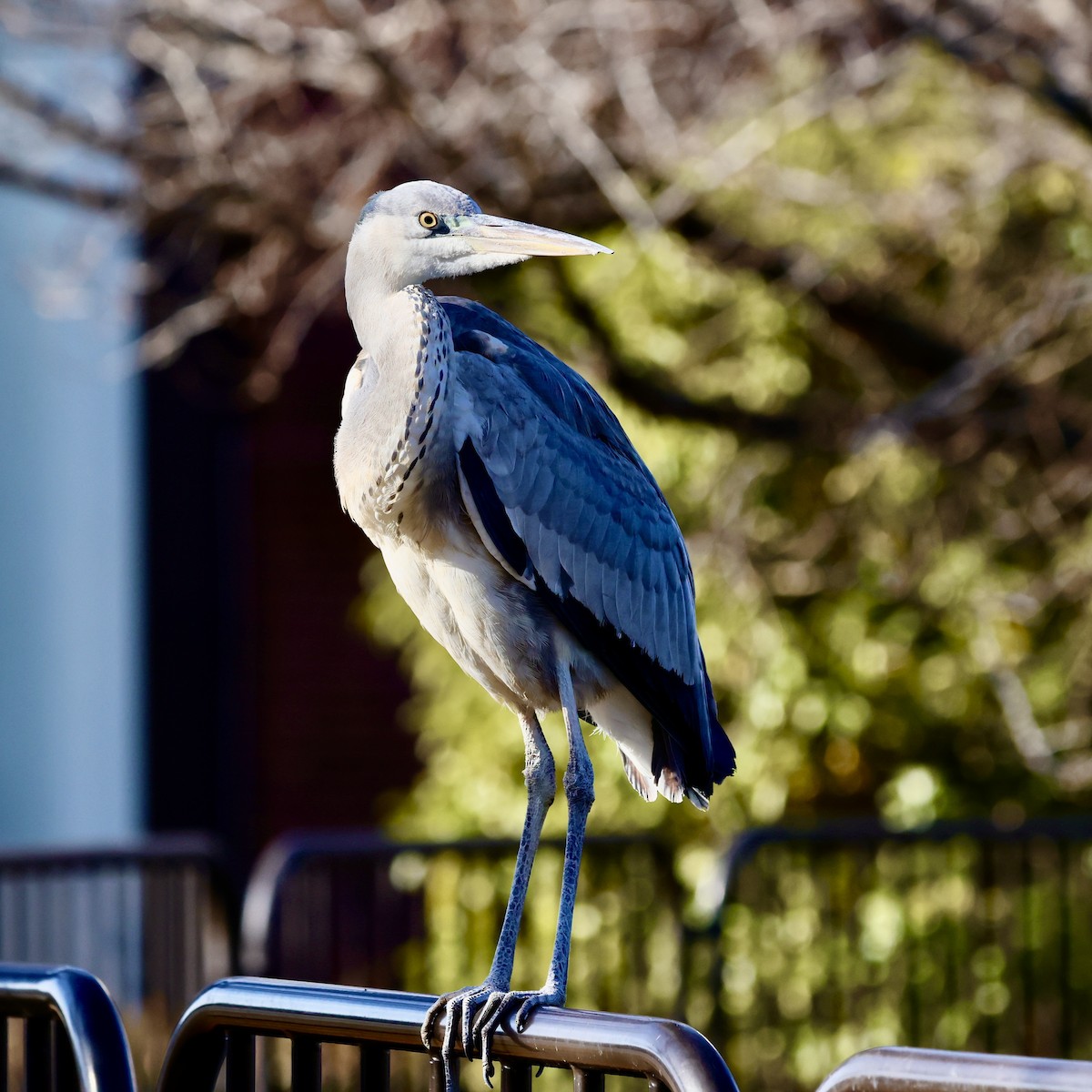Чапля сіра - ML647437061