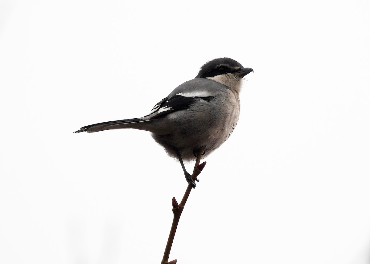 Iberian Gray Shrike - ML647437065