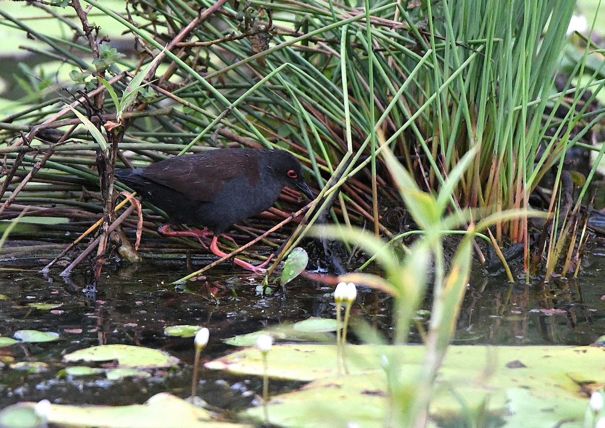 Spotless Crake - ML647437067