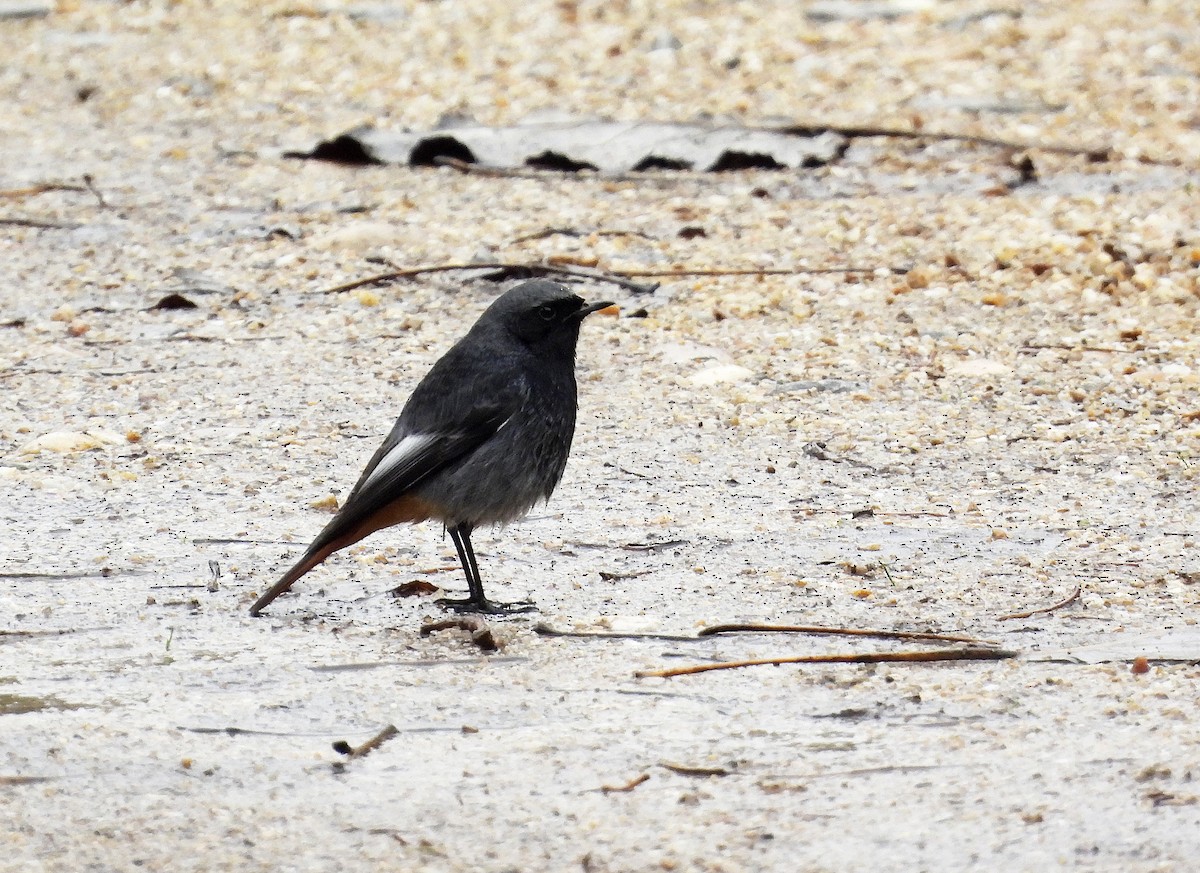 Black Redstart (Western) - ML647437072