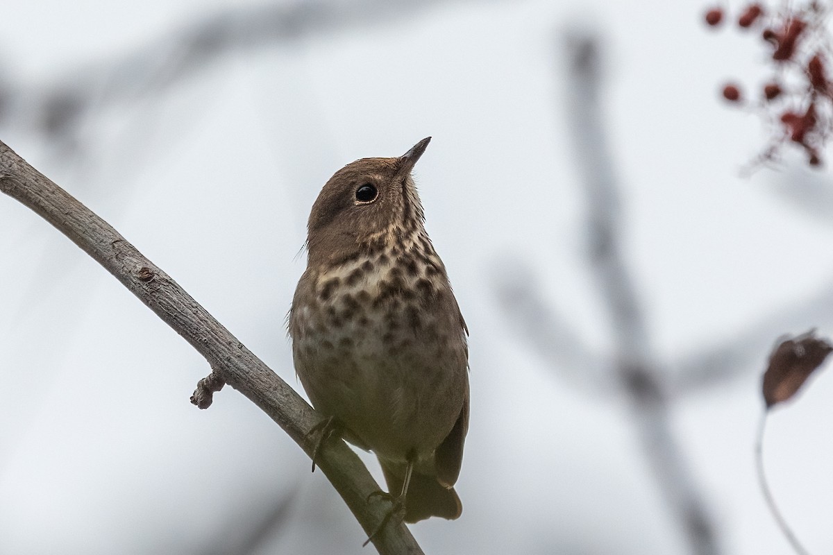 Zorzalito Colirrufo - ML647437073