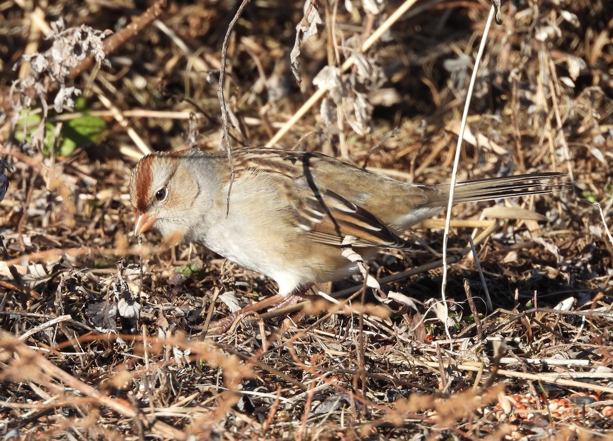 White-crowned Sparrow - ML647437085