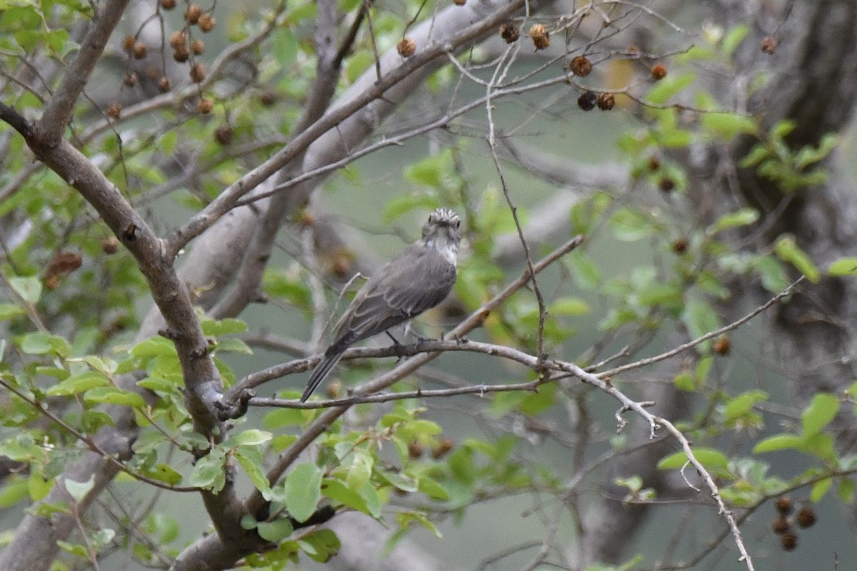 Spotted Flycatcher - ML647437109