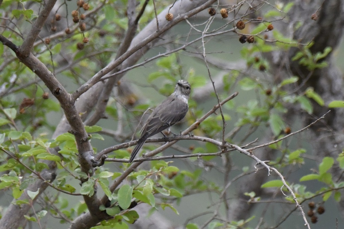 Spotted Flycatcher - ML647437110