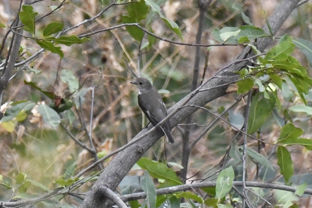 Spotted Flycatcher - ML647437113