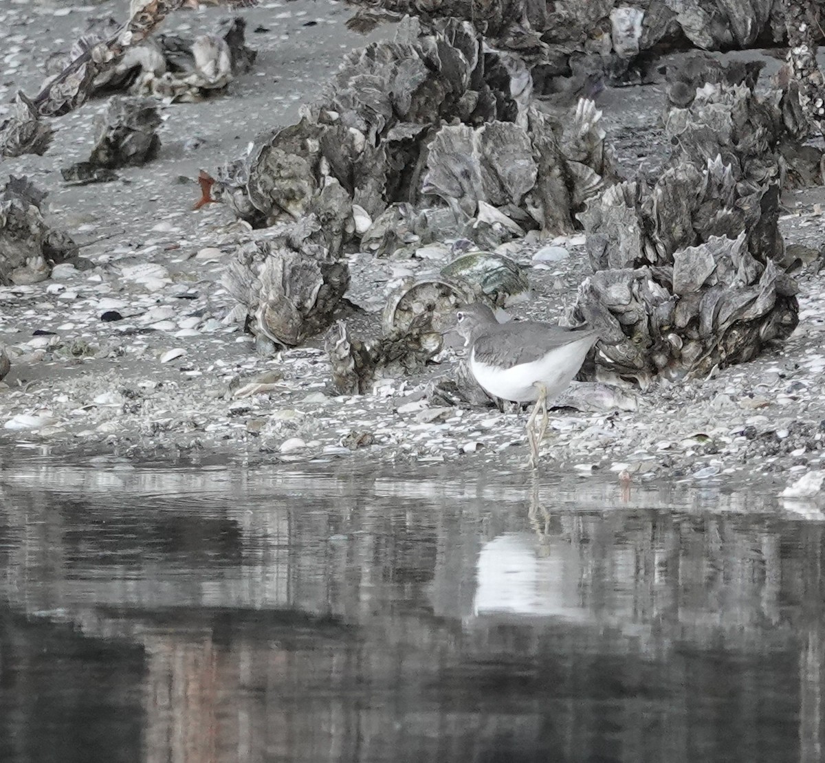 Benekli Düdükçün - ML647437125