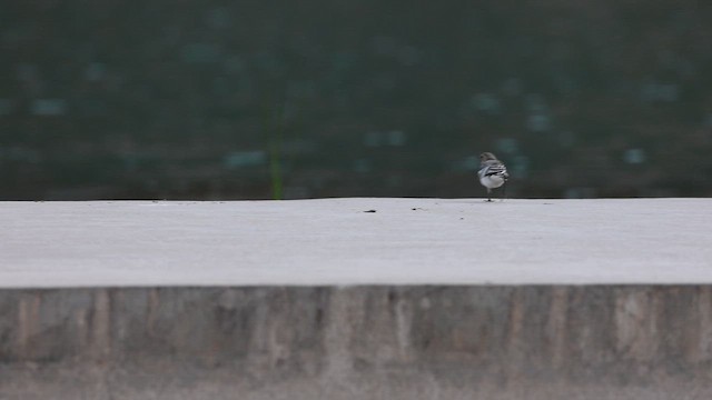 White Wagtail - ML647437133