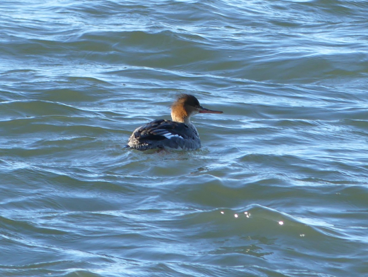 Serreta Mediana - ML647437137