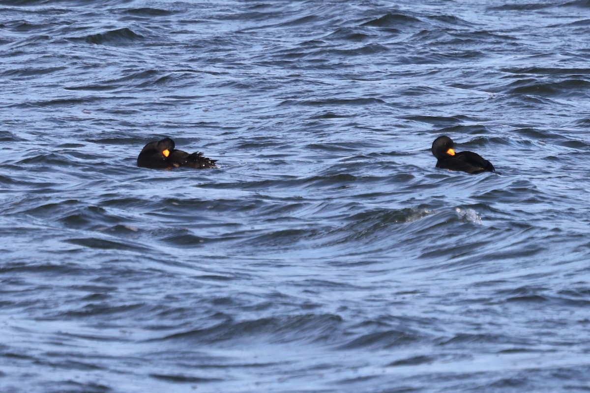 amerikasvartand - ML647437138