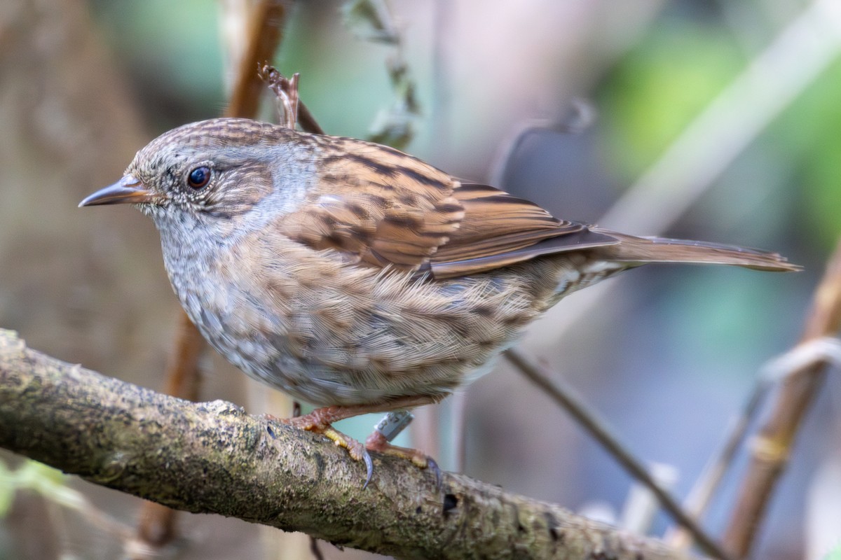 Dunnock - ML647437141