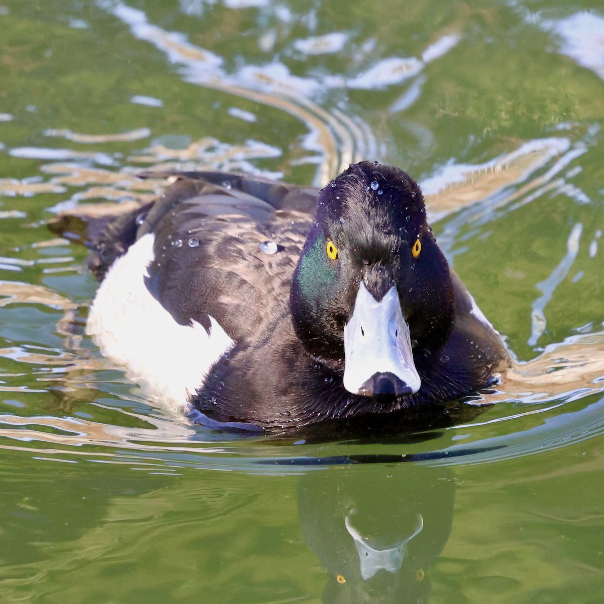 Чернь чубата - ML647437146